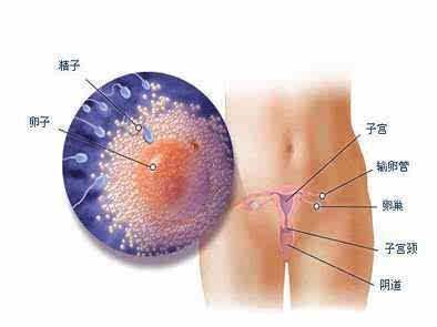 怀孕第一个月注意事项？怀孕一个月胎儿会有哪些变化呢？