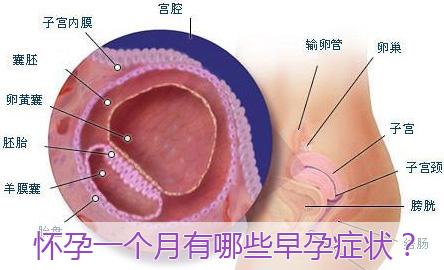 怀孕一个月有什么反应？早孕检查方法有哪些？