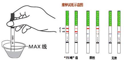 怀孕多久测试纸可以测出来？教你3个简单的测孕方法！